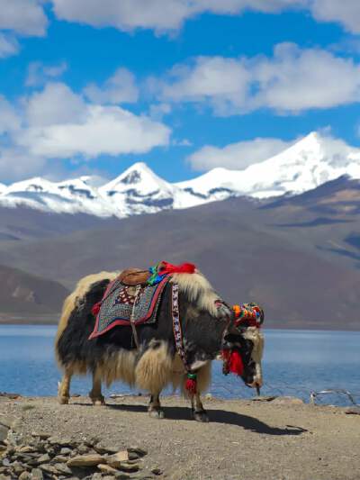 Yamdrok Yumtso Lake (Photo with Tibetan Mastiffs or Yaks)