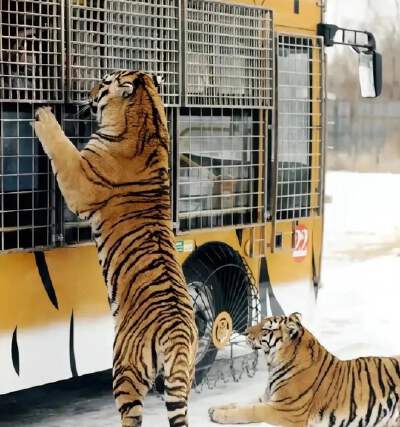 Northeast Tiger Forest Park (includes thrilling vehicle tour + apiece of meat per person to feed the big cats)