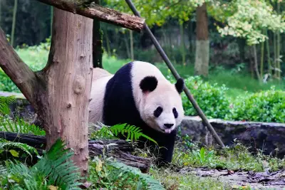 Dujiangyan Panda Base (Including Electric shuttle service)