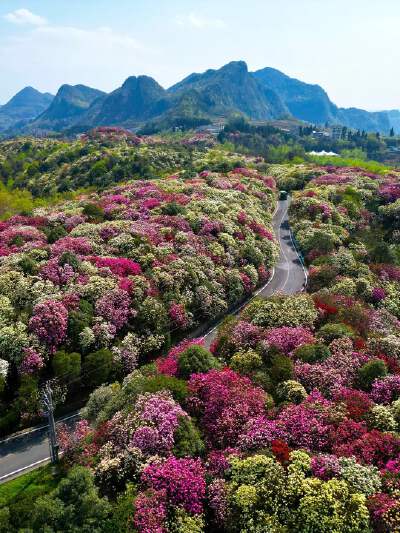 Baili Azalea Scenic Area