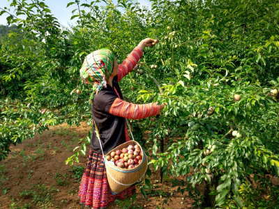 Seasonal Fruit-Picking Experience