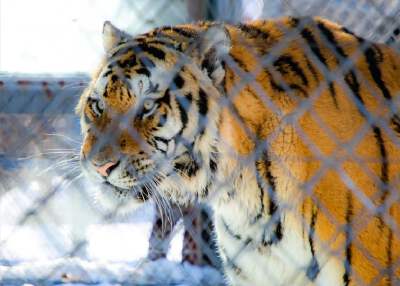 Northeast Tiger Forest Park (includes thrilling vehicle tour + apiece of meat per person to feed the big cats)
