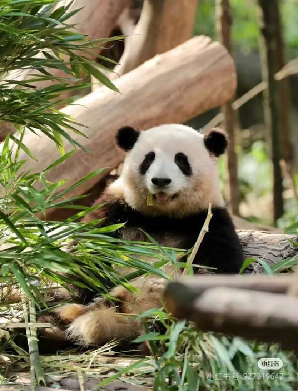 Chengdu