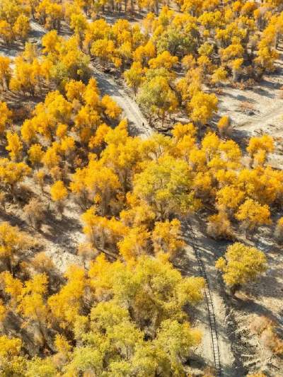Tarim Poplar Forest (October Seasonal)