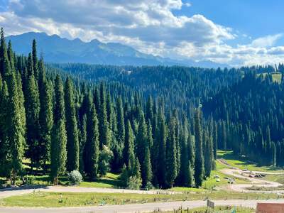 Spruce Forest Trekking