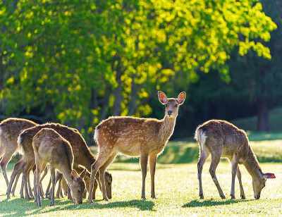 Uji Tea Town & Nara Deer