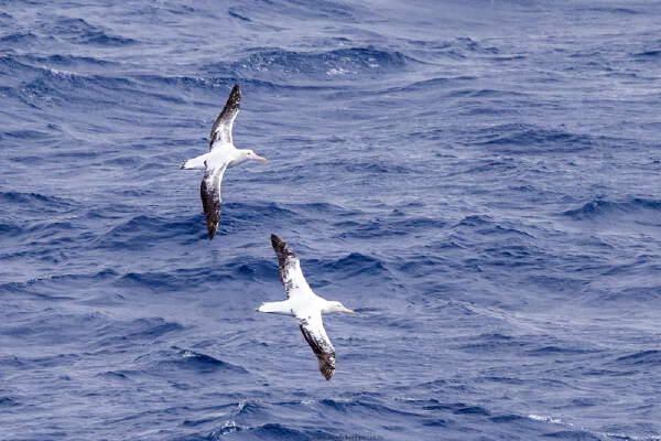 Crossing the Drake Passage