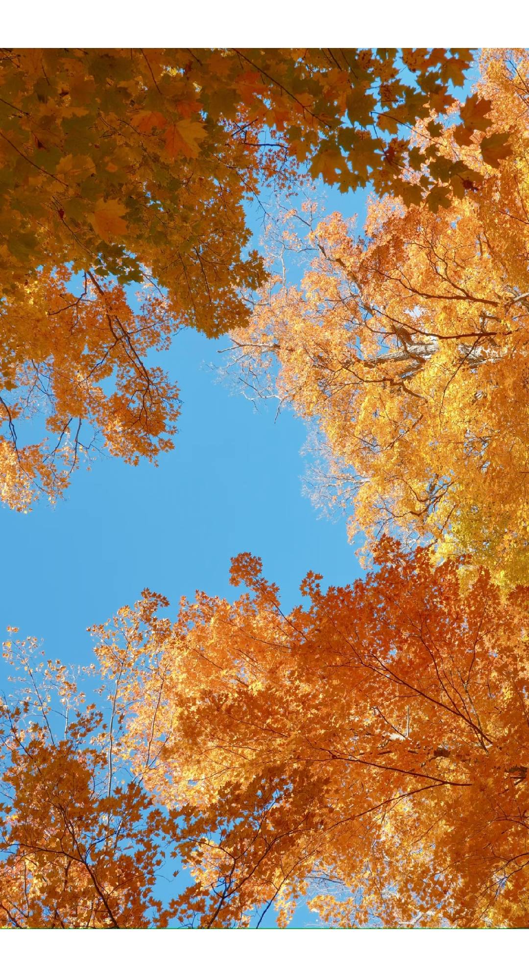 Autumn · Peak Foliage