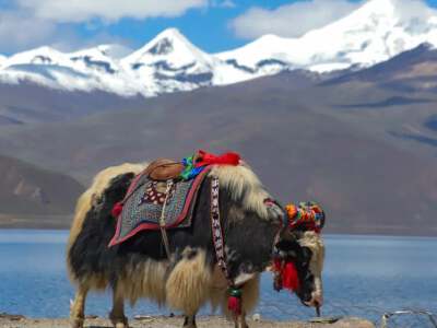 Yamdrok Lake (photo with yaks and Tibetan mastiffs)
