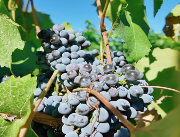 Zixuan Winery (with tour & tasting)