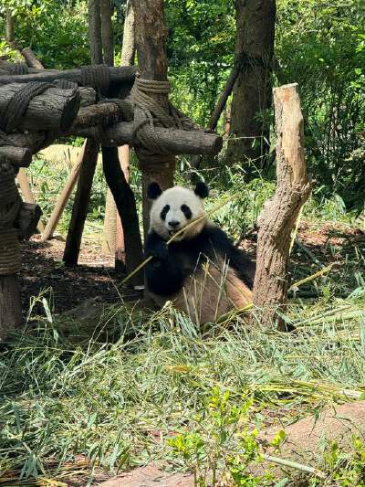 Dujiangyan Panda Park (including electric cart)