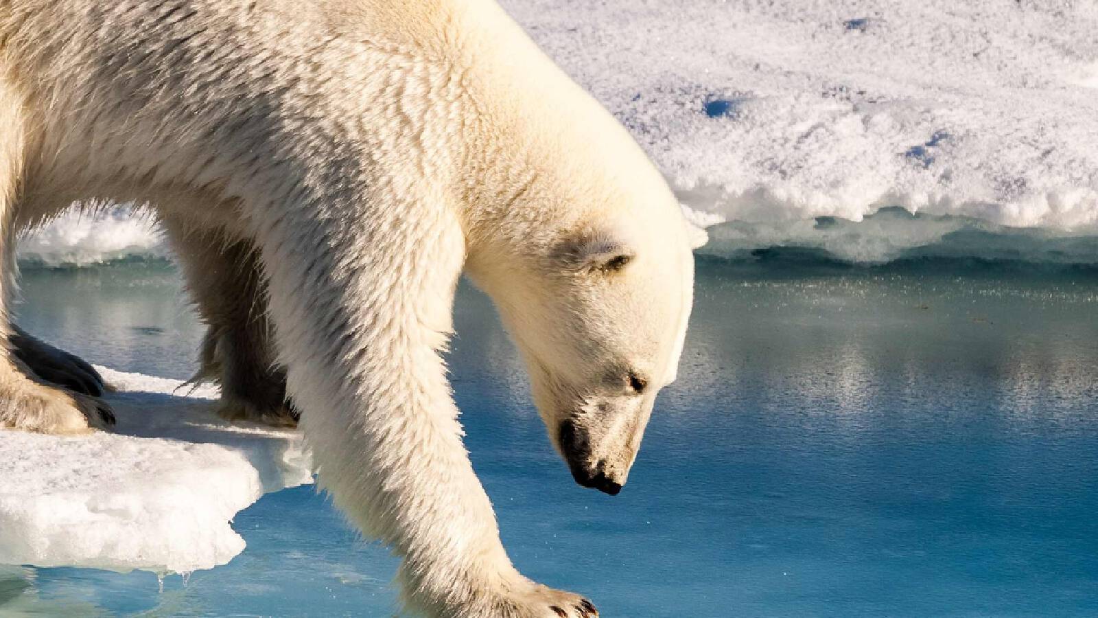 Arctic Svalbard Expedition — 13D11N Circumnavigating Svalbard and the Pack-Ice Edge