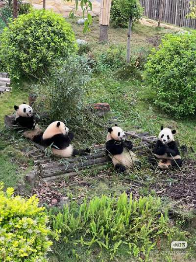 Panda Base (including electric shuttle)