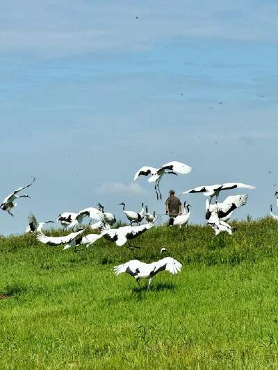 Zhalong Nature Reserve (including electric cart, China's most beautifulwetland, the Home of Cranes in the world, and the release of Redcrowned Cranes)