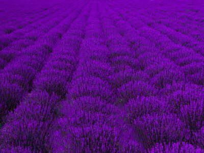 Lavender Museum