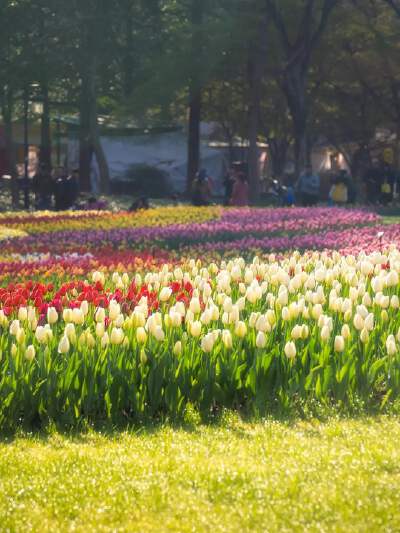 Taiziwan Park (Spring Tulip Festival)