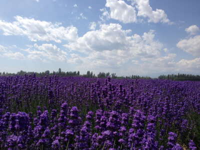 Lavender Museum
