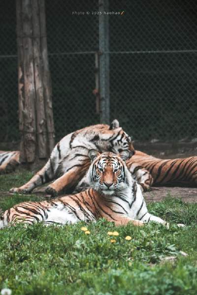 Northeast Tiger Forest Park (including sightseeing car)