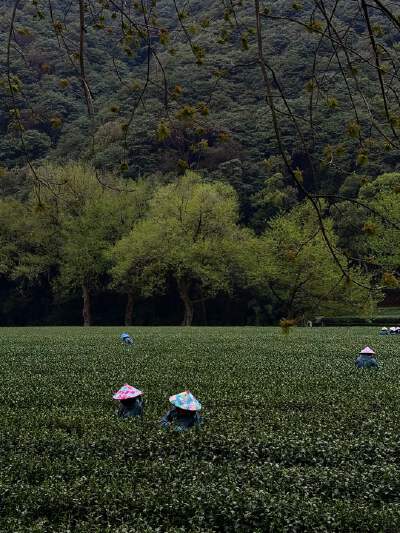 Meiwu Tea Town