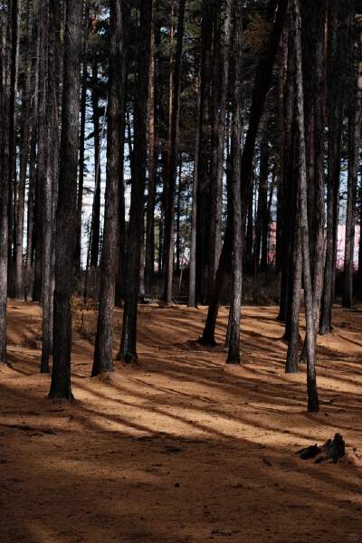 Songyuan Primitive Forest Park