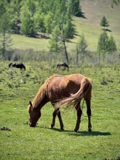 Terelj National Park