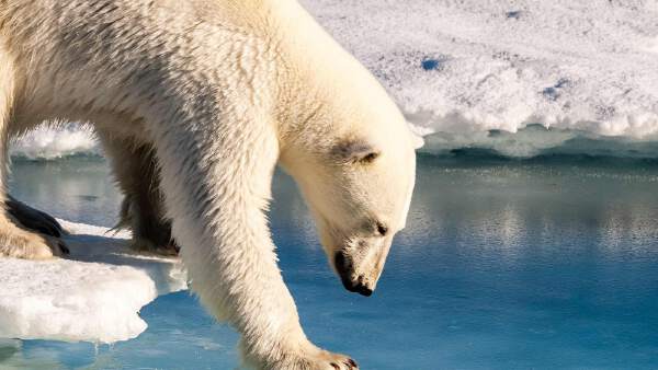 Exploring Svalbard — Expedition Days