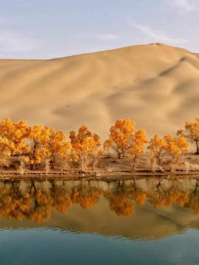 Tarim Poplar Forest (October Seasonal)