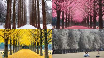 ✨Option 1: Nami Island Day Escape