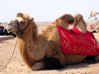 Coach to Turpan