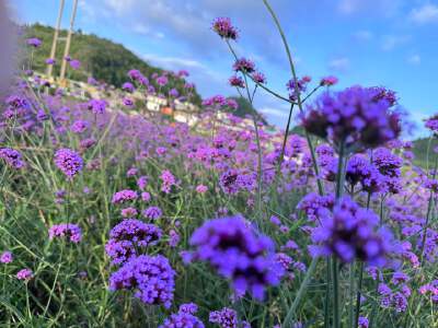Yunding Flower Sea (May - Oct)