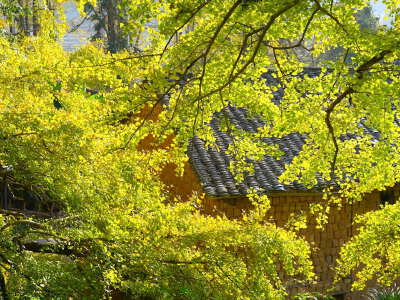 Ginkgo Village