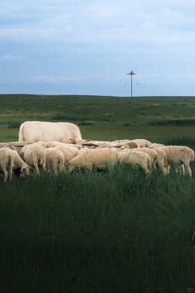 Xilamuren Grassland