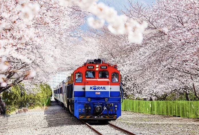 8D6N Cherry Blossom Escape In Seoul Busan