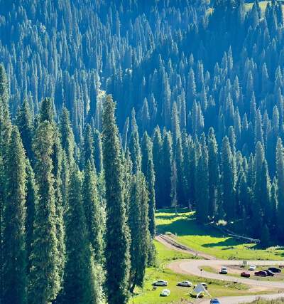 Spruce Forest Trekking