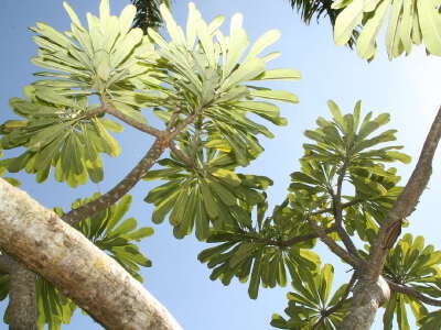 Mengbalaxi Exotic Garden