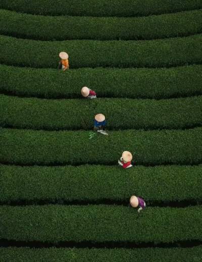 Longjing Tea Garden