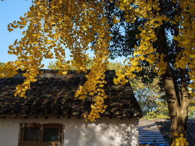 Ginkgo Village