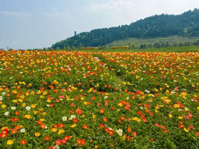 Jingshan Flower Sea and hop on a fairytale mini train