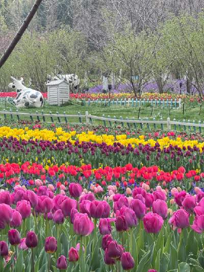 Spring (Feb-Mar) Sea of tulips, a great spot for stunning photos.
