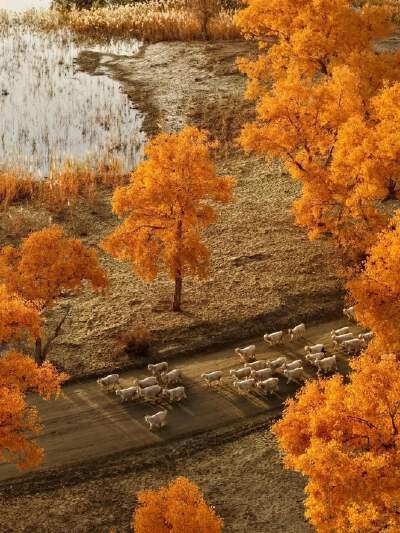 Tarim Poplar Forest (October Seasonal)