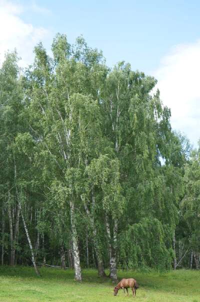 Light Hike through Birch Forests