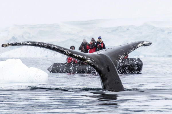 Antarctic Peninsula