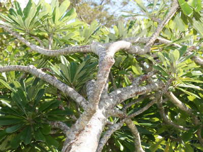 Mengbalaxi Exotic Garden
