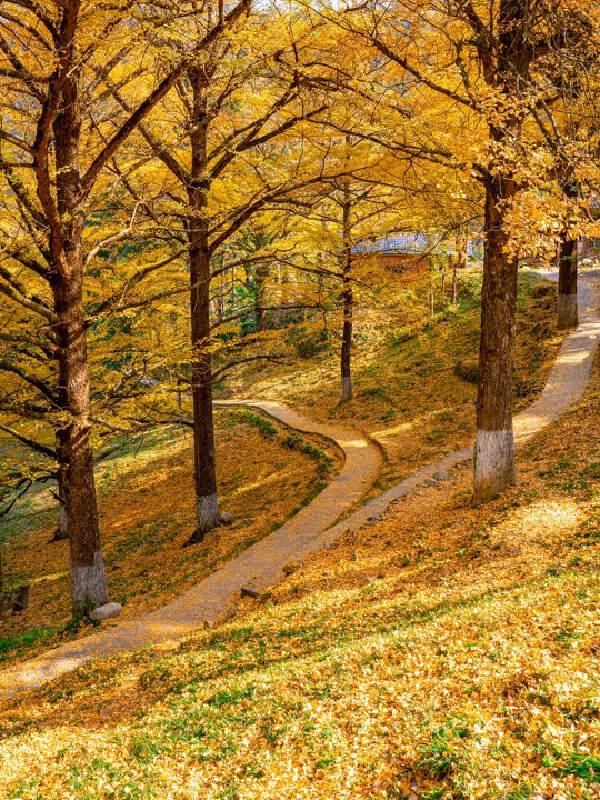 Enchanted Valley · Red Maple · Qingdao
