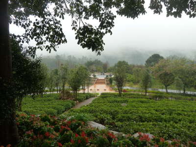 Yannanfei Tea Plantation