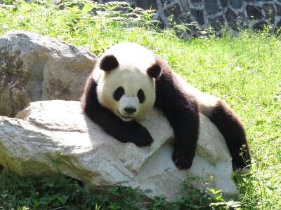 Dujiangyan Panda Base (Including Electric shuttle service)
