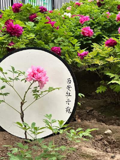 Remarks: April Month Seasonal Peony Garden