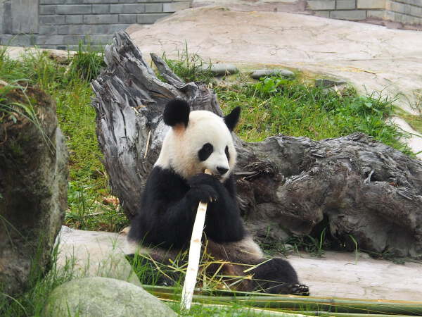 Dujiangyan - Chengdu