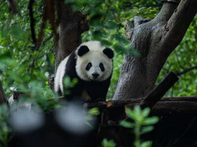 Chongqing Zoo Panda House