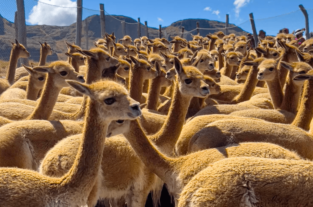 The Cultural Cities That Built an Empire: A Historian's Guide to China